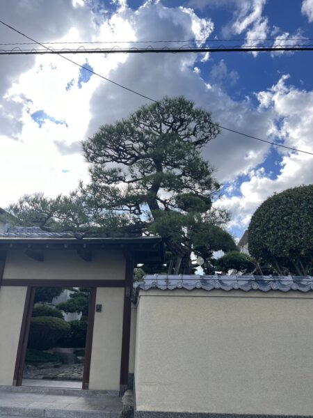 早良区松剪定